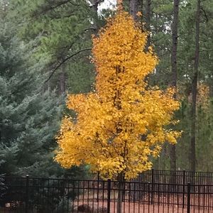 Meet your Posher, Lore